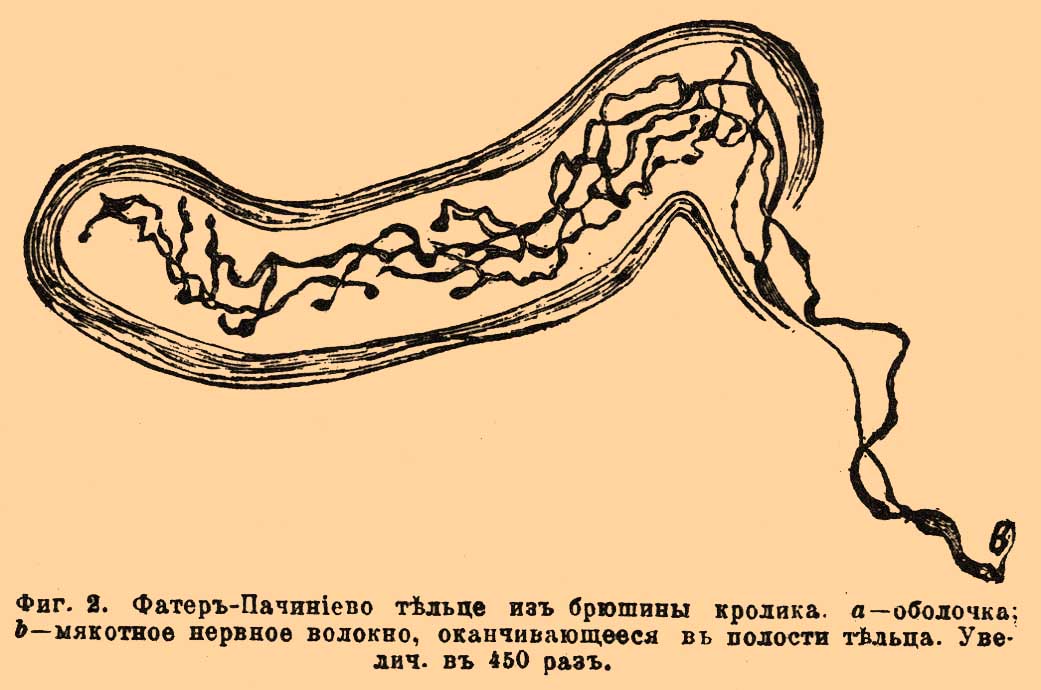 Как нарисовать тельца