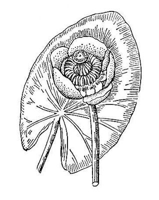 Кубышка (водяная лилия, Nymphea). Иллюстрация из книги 