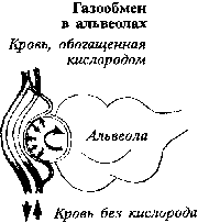 Влияние различных факторов на газообмен и дыхание